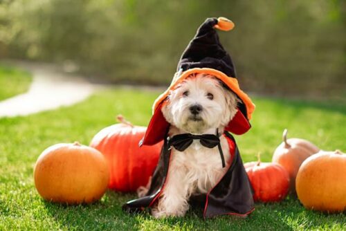 comprar disfraces de halloween para mascotas